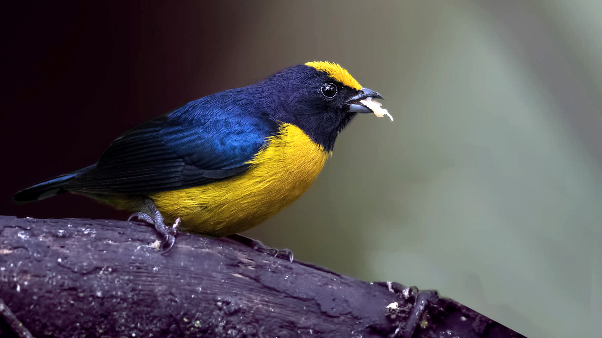 Thick-billed Euphonia